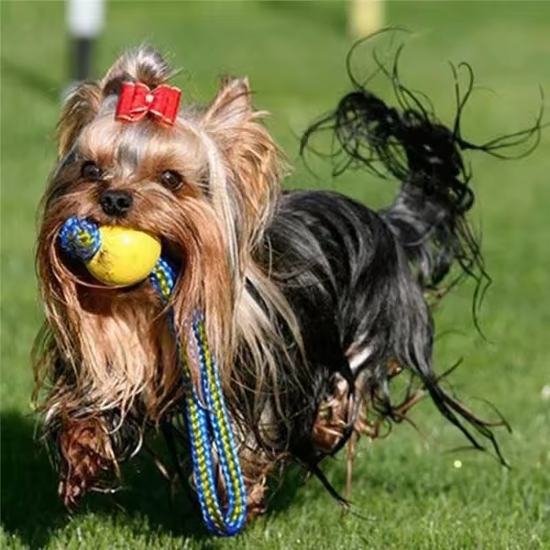1pc Teeth Indestructible Bite  - огляд і ціна Indestructible Dog Chew Toy