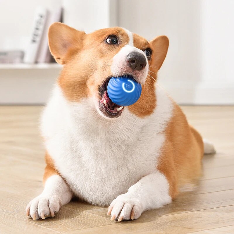 Dog Toys Intelligent Gravity J - огляд і ціна Suction Cup Dog Tug Toy